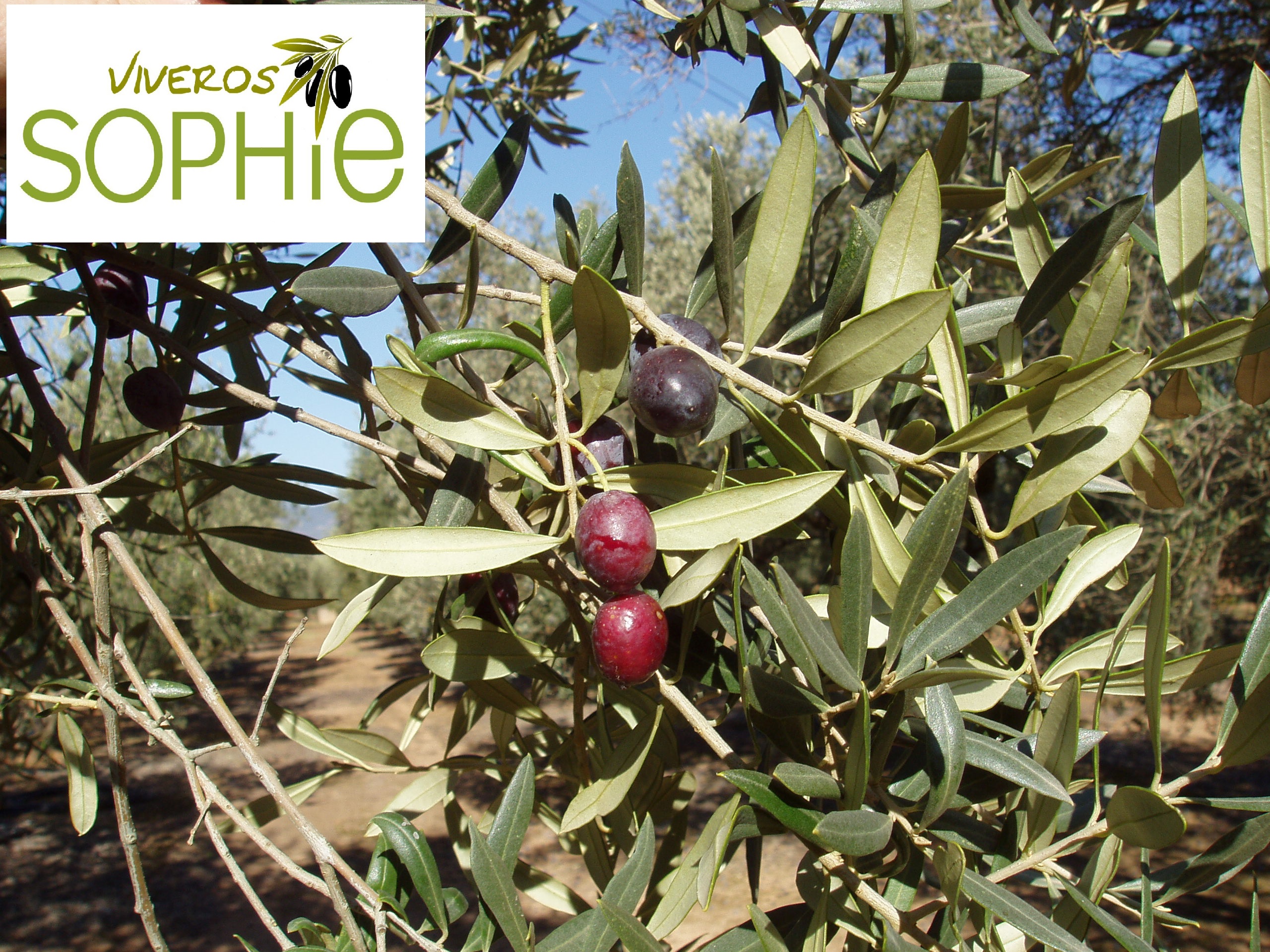 Variedad de olivo ITRANA